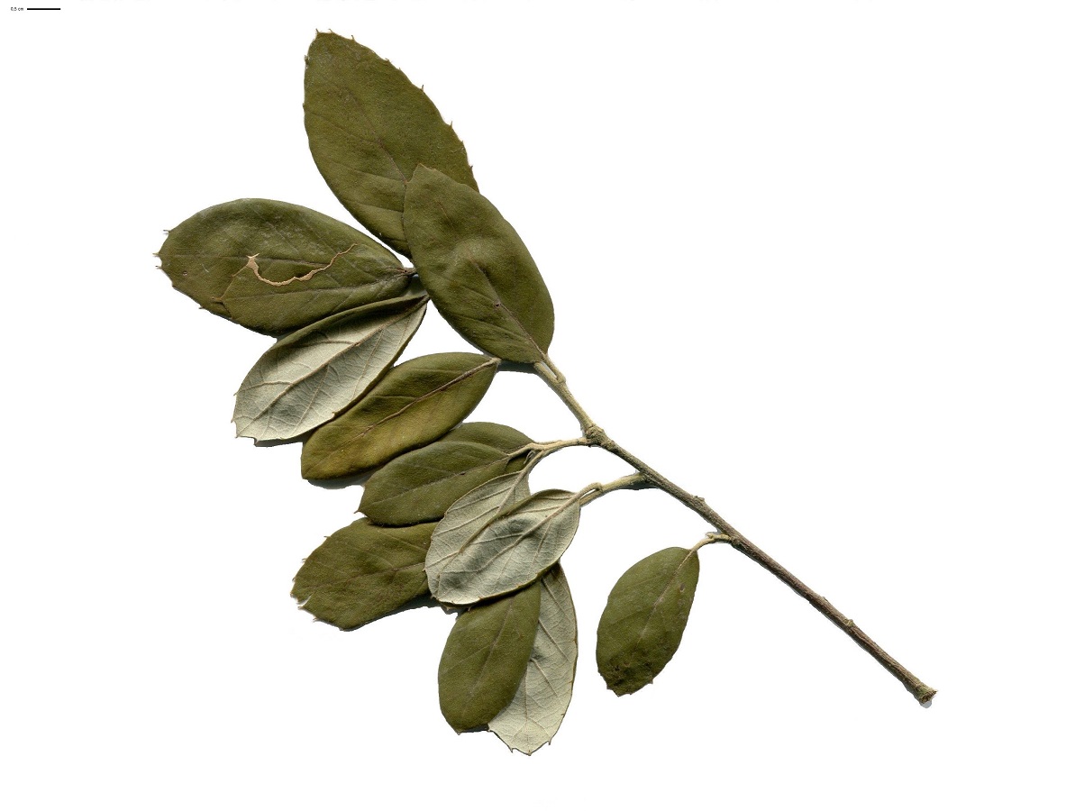 Quercus suber (Fagaceae)